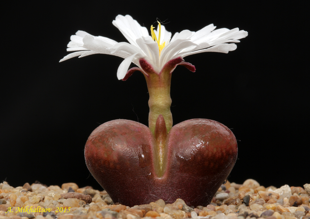 Ophthalmophyllum-aff_-verrucosum-CM142_1000pcs