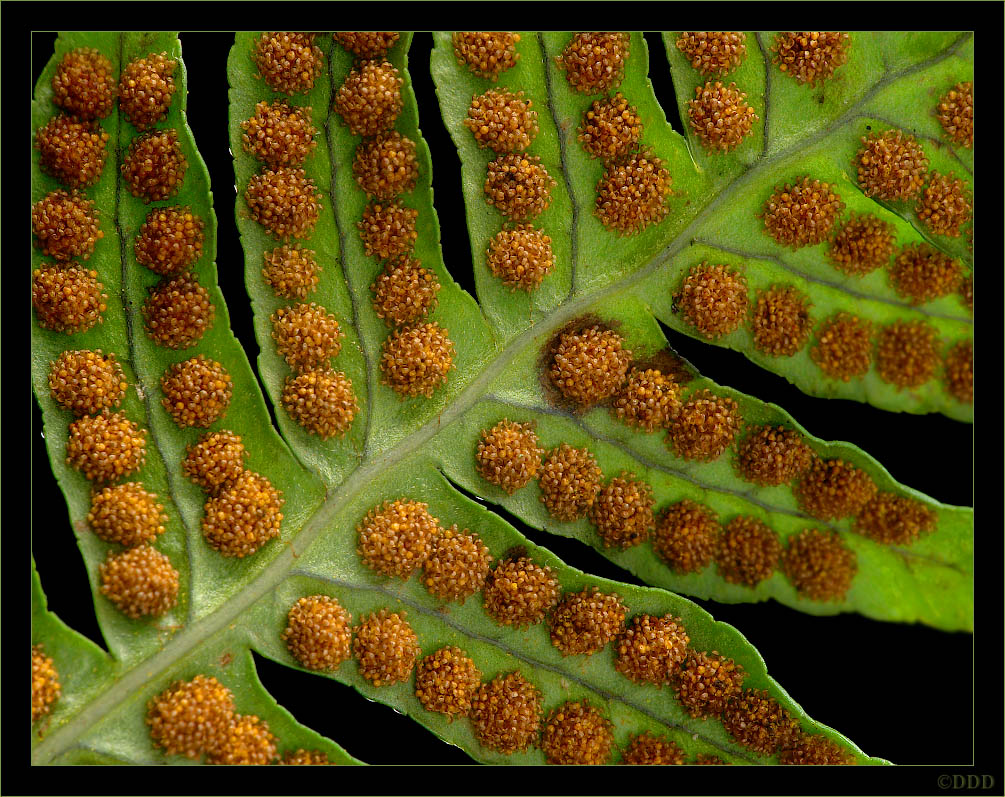 Polypodium_vulgare01