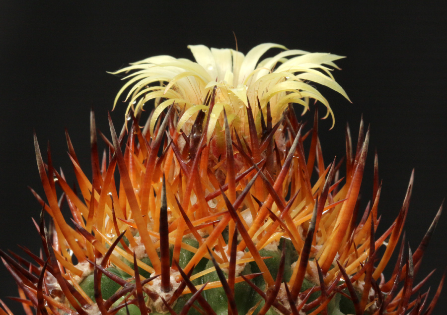 Pyrrocactus_bulbocalyx