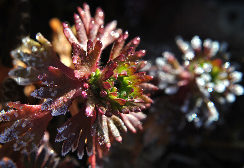 Saxifraga_Arendsii1