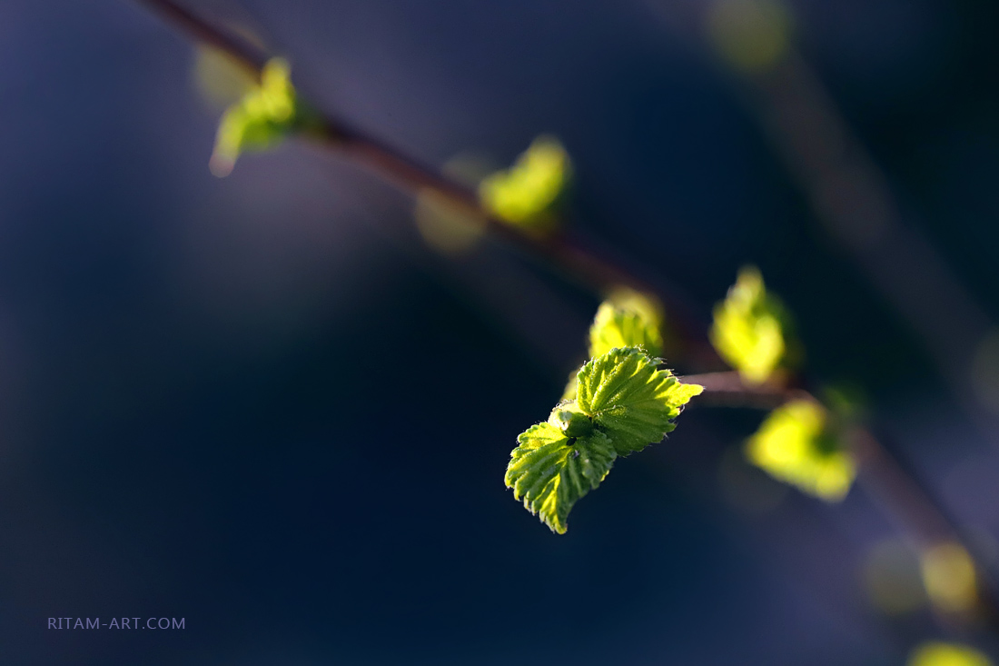 Spring-Miracle_Ritam-W