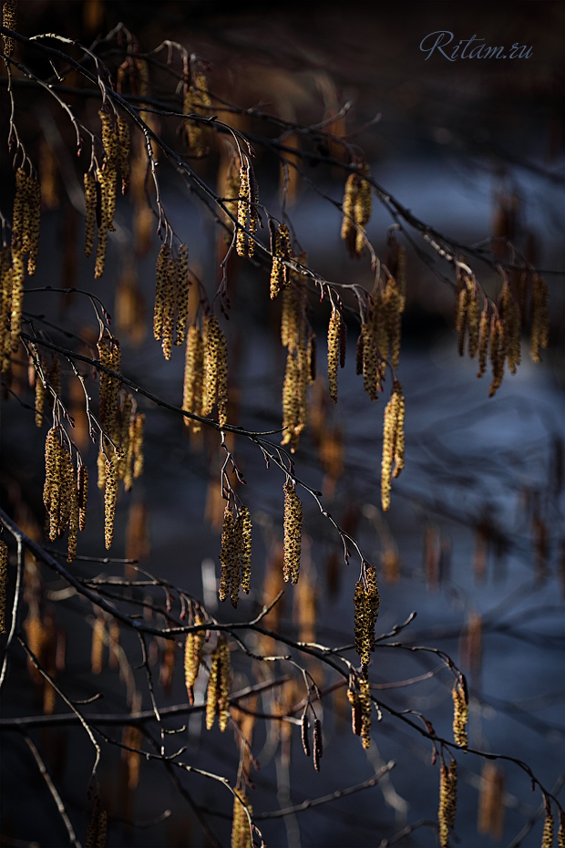 Spring_Impression_-_Ritam_W