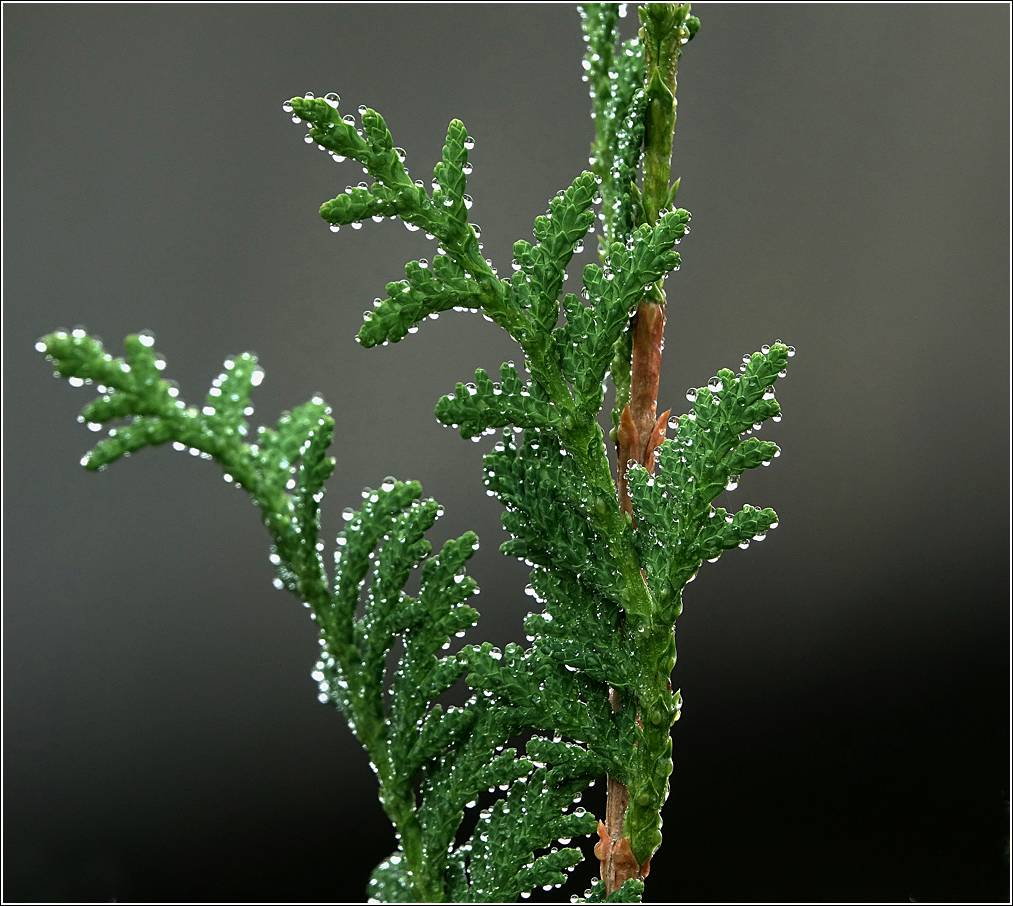 Thuja-occidentalis