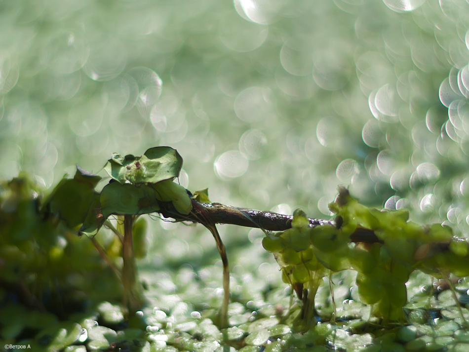 bolotnye_ispareniya-res