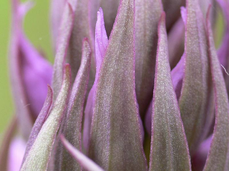 dactylorhiza_aristata_2