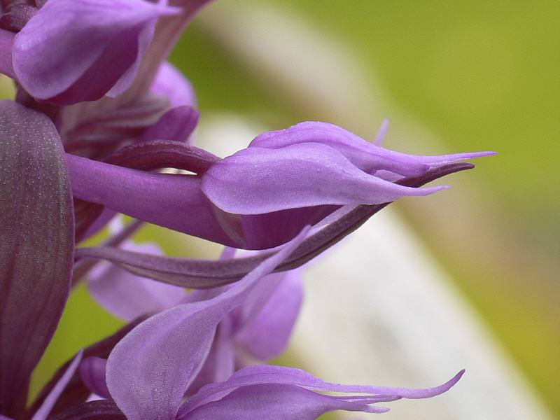 dactylorhiza_aristata_3