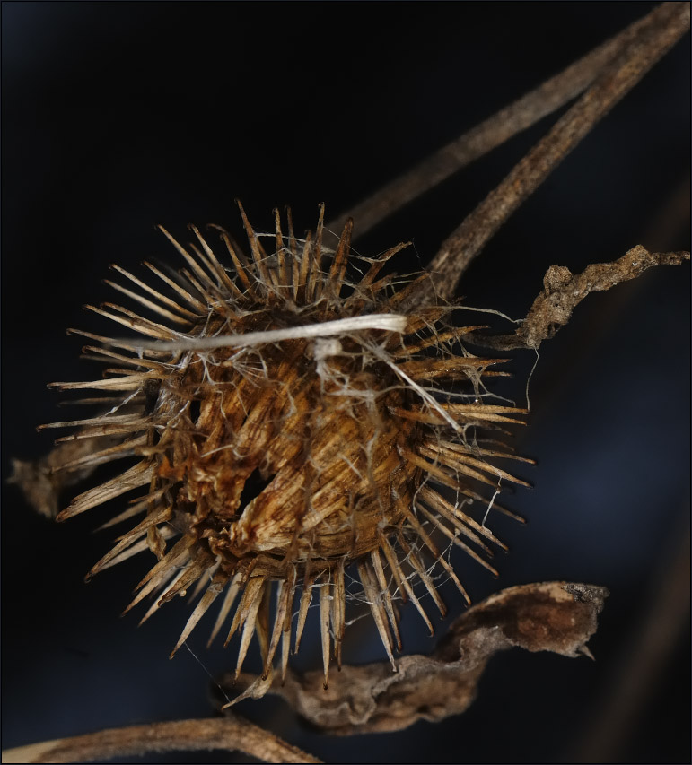 ds14506_090208-1650_nxCR_F_-853