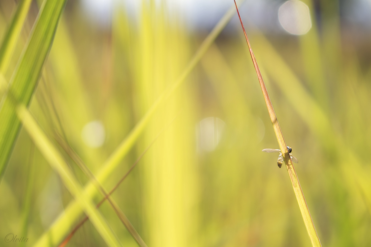 fly-hoverfly_in_the_grass