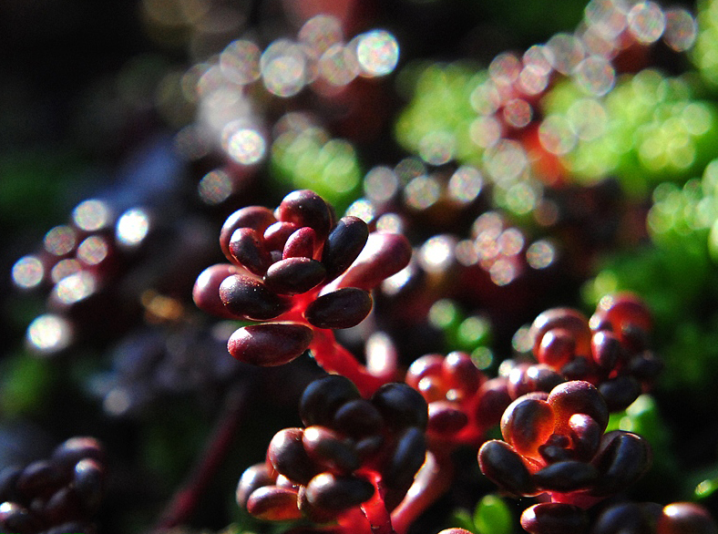 sedum_ornithogalum