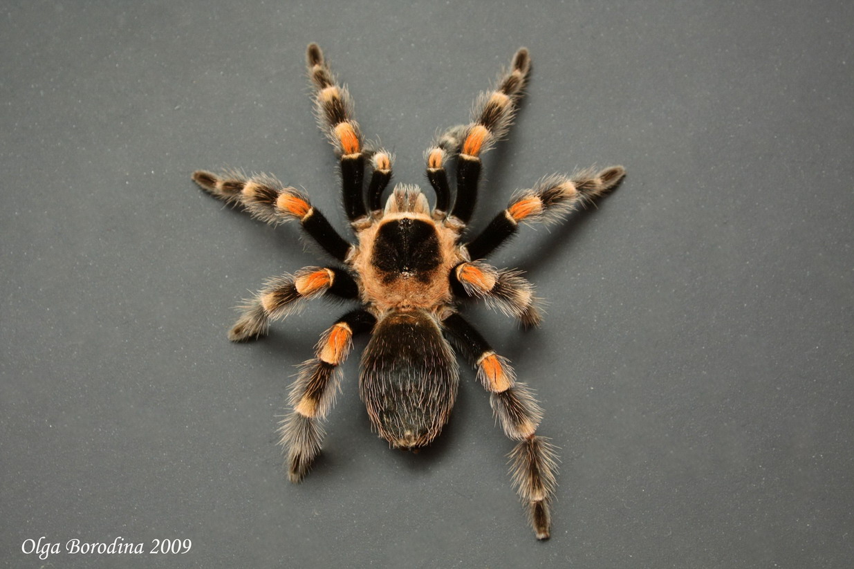 Brachypelma_smithi_