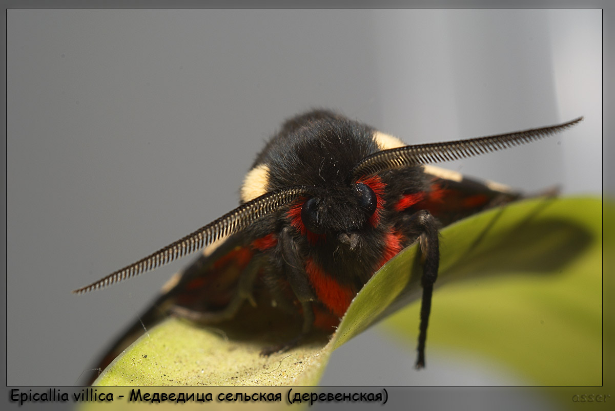 Epicallia_villica_-_