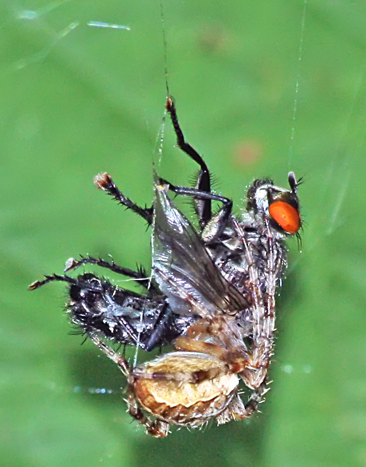 02_2009_Canon_Z_011_1