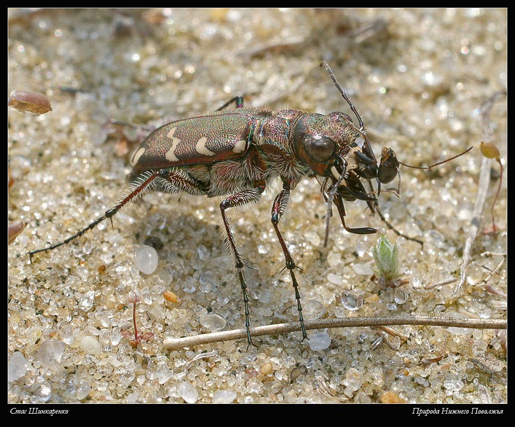 Cicindela_soluta13