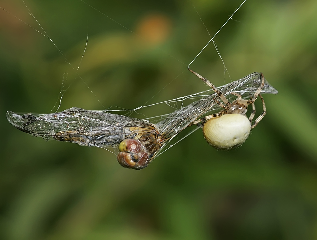 DSC00869_copy_copy1024