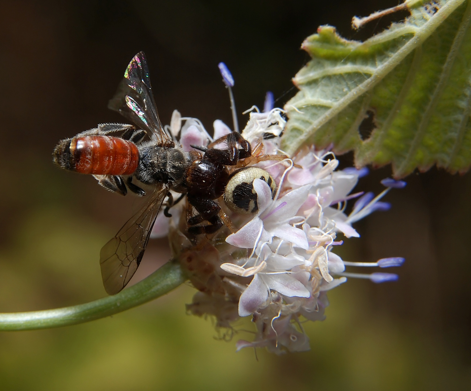 DSC_5607_filtered_magic