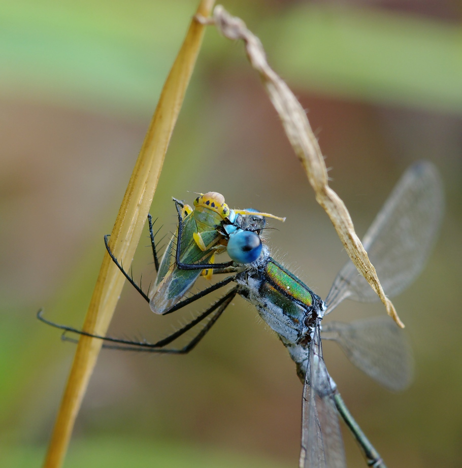 IMGP8402_v2_Lestes_dryas
