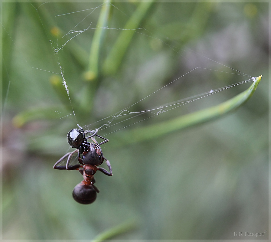 IMG_1315_noise0_filtered_r