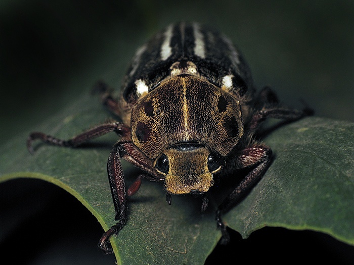 Anoxia_Protanoxia_orientalis_Krynicki_1832