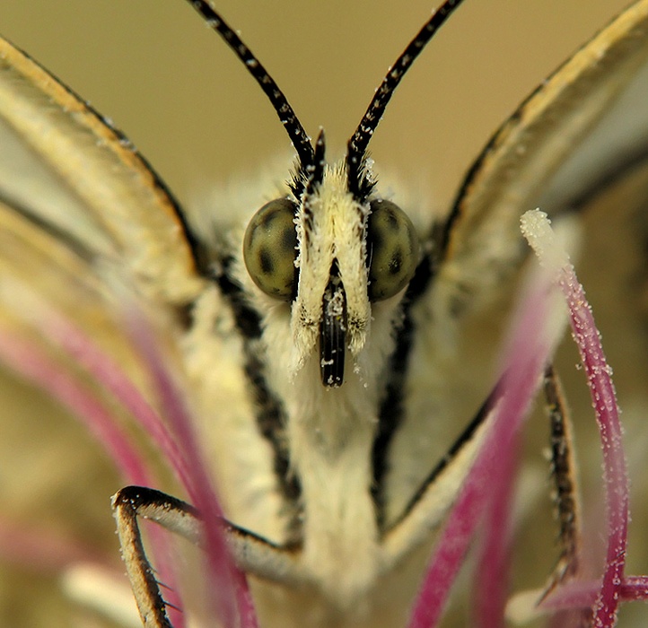 Melanargia_titea_titania_