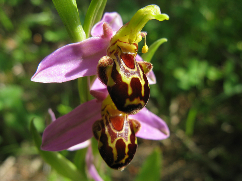 Ophrys-apifera