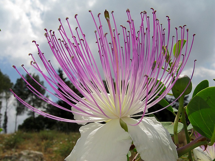 capparis_spinosa