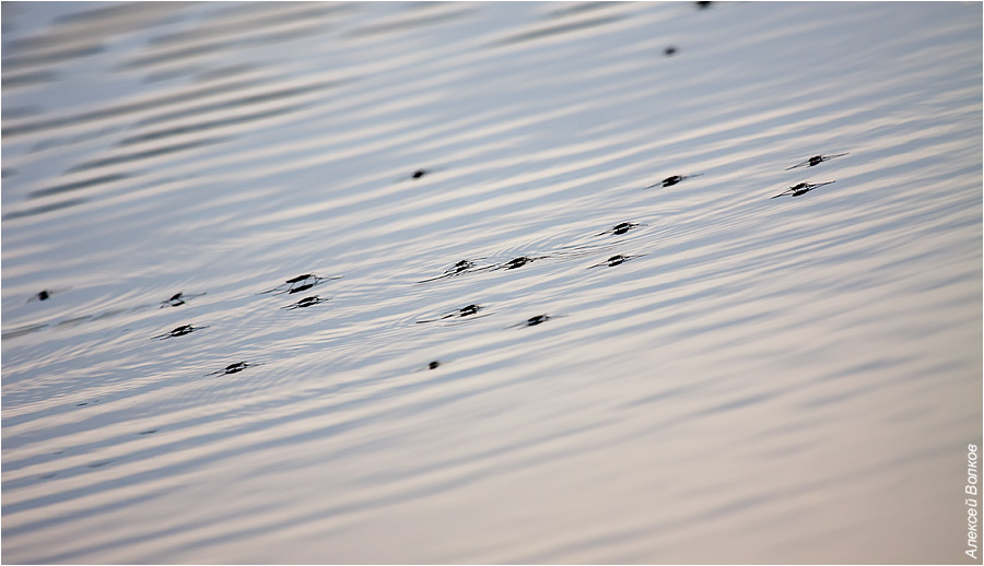 electro-vodomerki-01