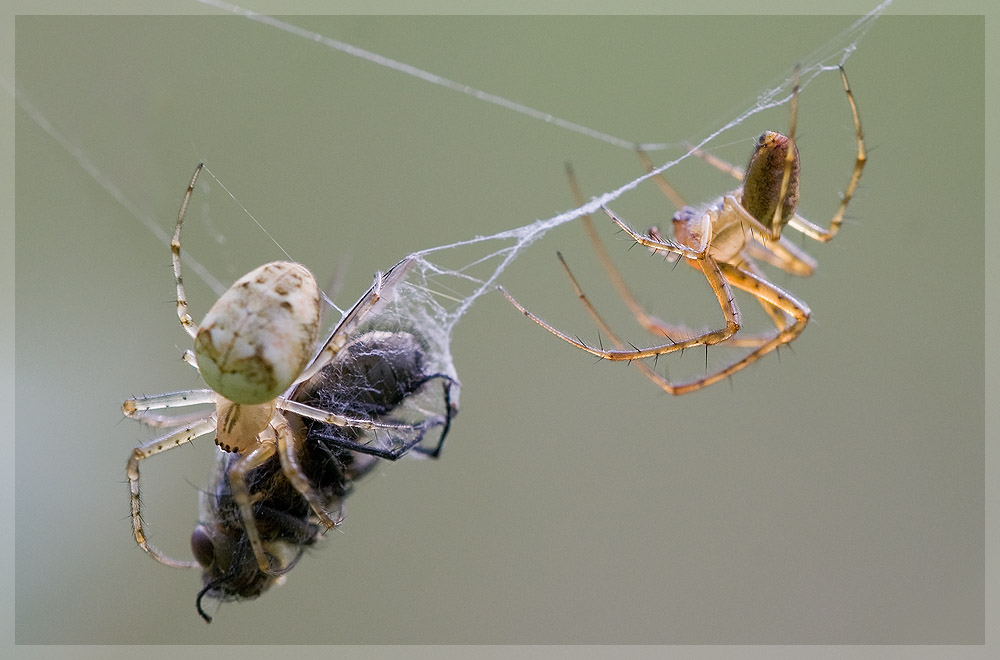spiders-dinner