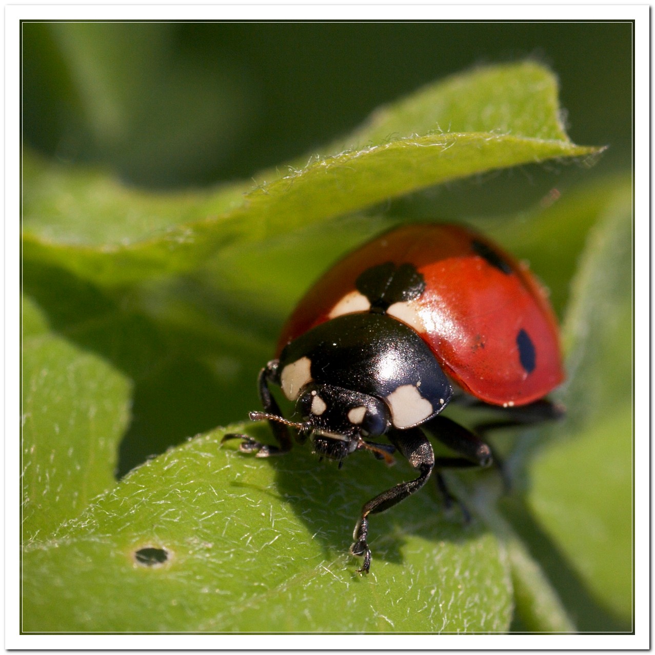 LADYBUG