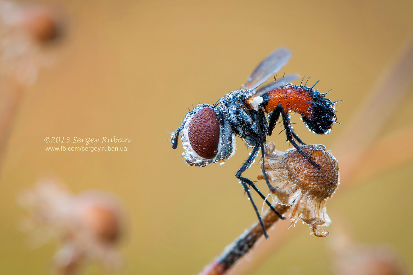 DSC_3367_-txt-funny1