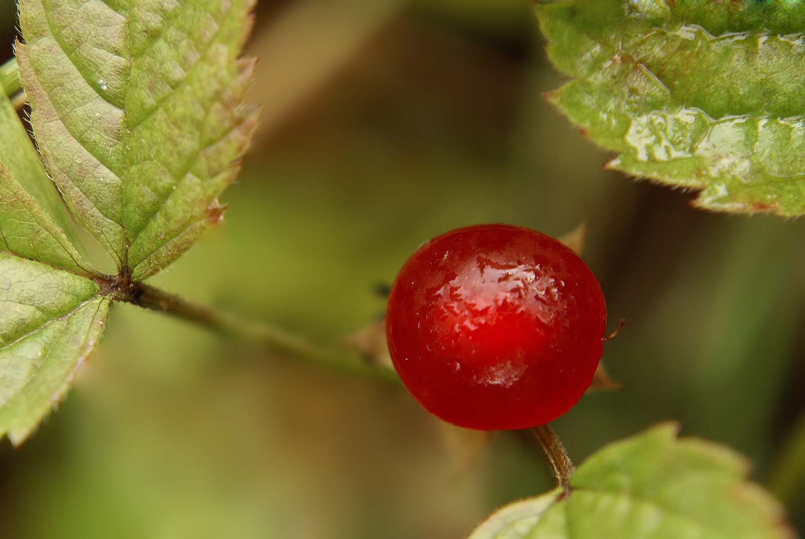 DSC062931