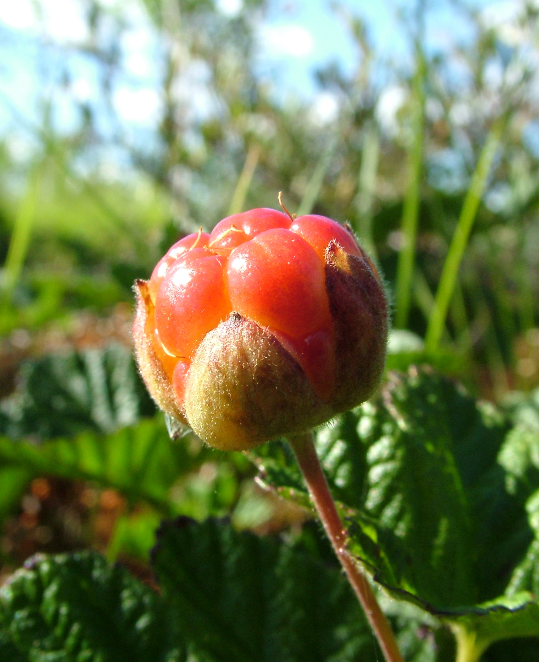 DSCF1278