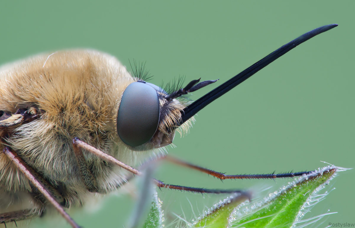 11-06-10_133815_M_A_R_8_S_4