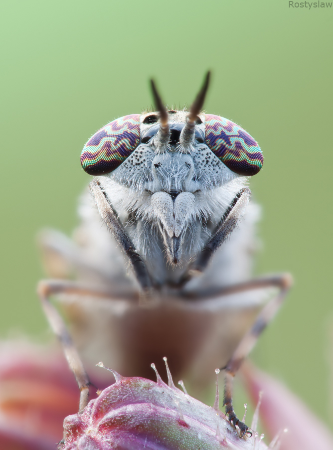 Haematopota_pluvialis_Diptera_Tabanidae_