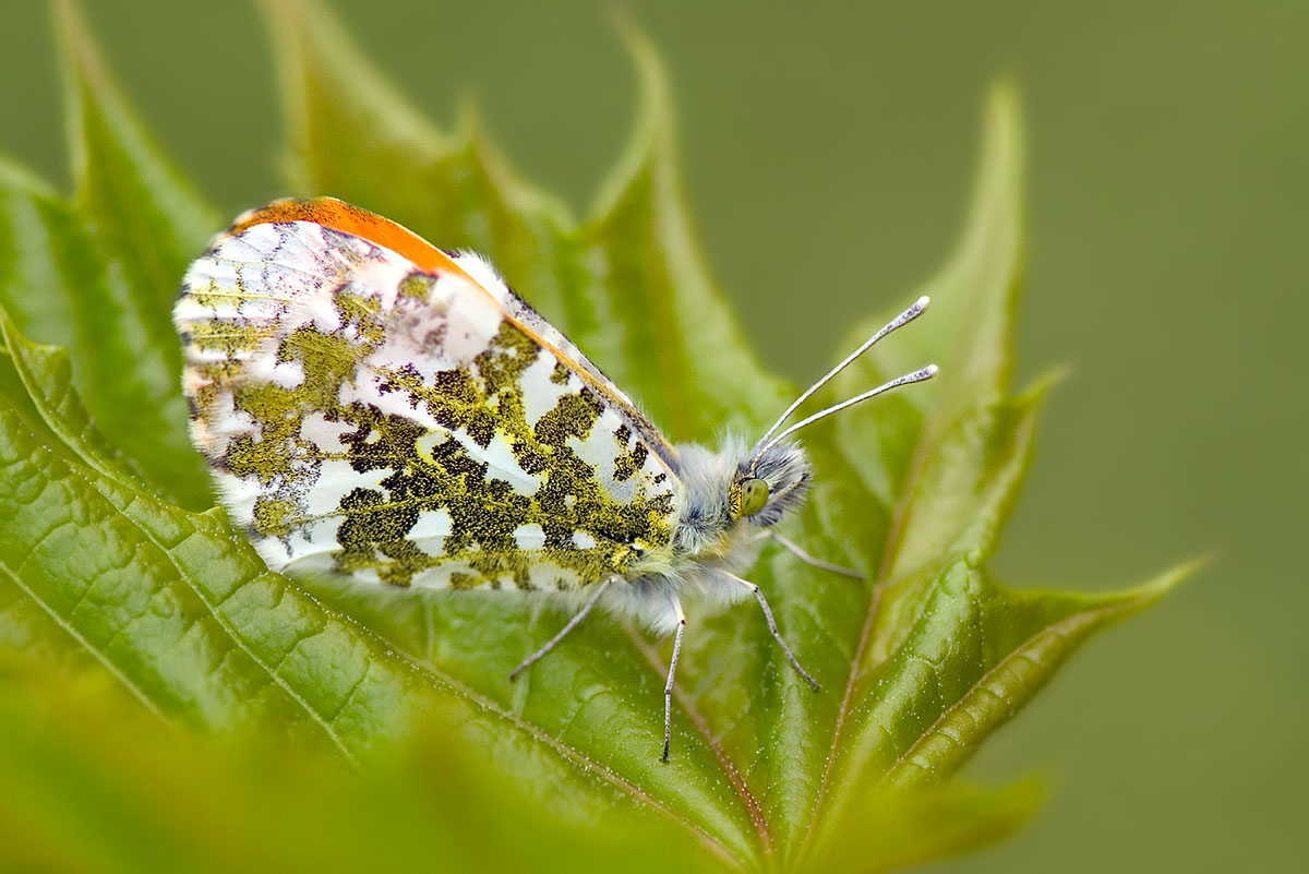 2008_04_27_097_Anthocharis_cardamines