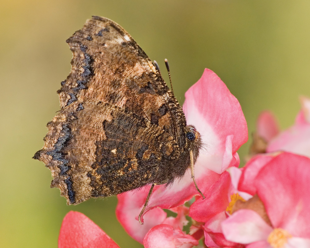 2009_09_30_022_Nymphalis_xanthomelas