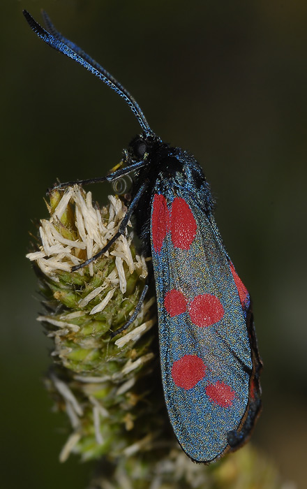 2Zygaena-filipendulae