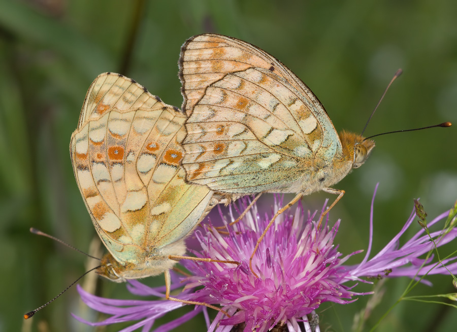 Aglaja_mating_s