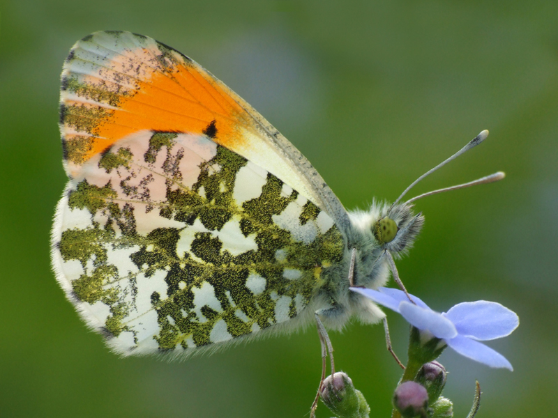 Anthocharis_cardamines_