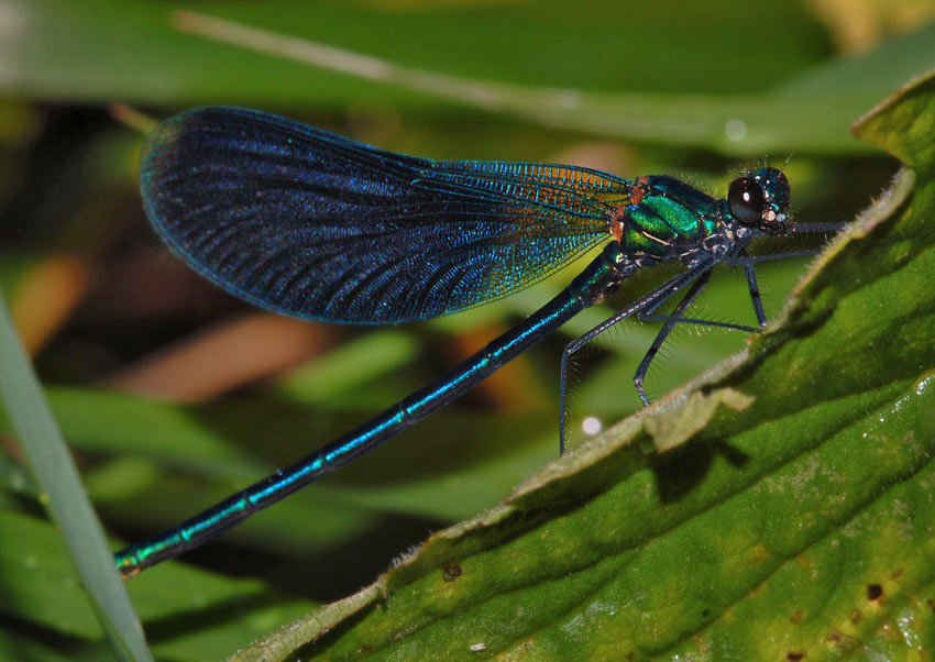 Calopterix_virgo_1526