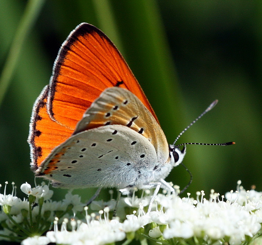 IMG_0389-1_Lycaena_dispar_m_HU_
