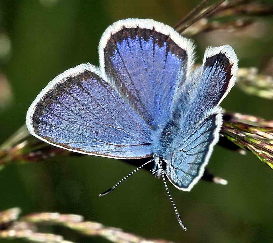 IMG_0540-2_Plebejus_argus_m_
