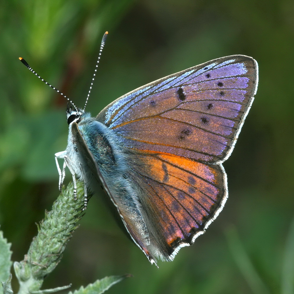 IMG_2373-2_alciphron_