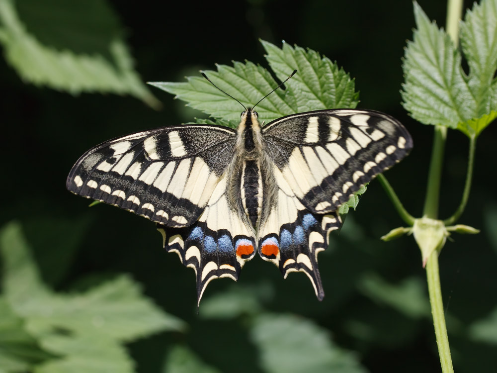 Papilio-machaon---_-_