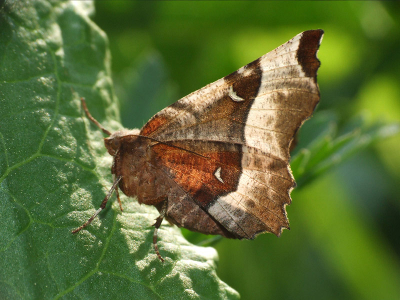 Selenia_lunularia_