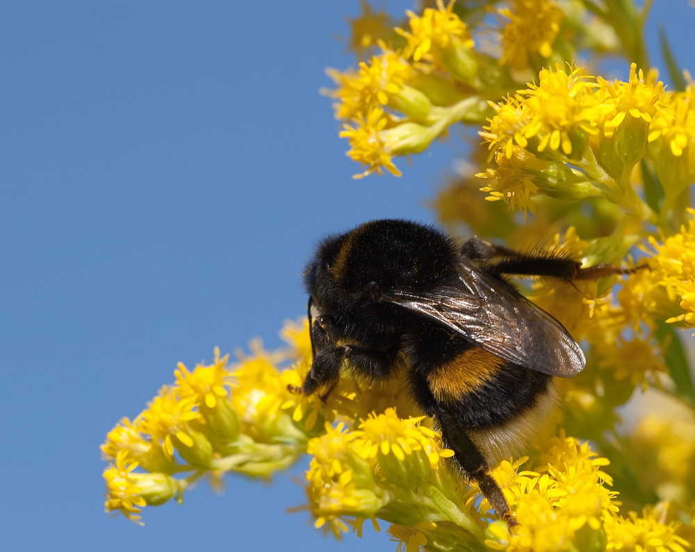 bombus_1