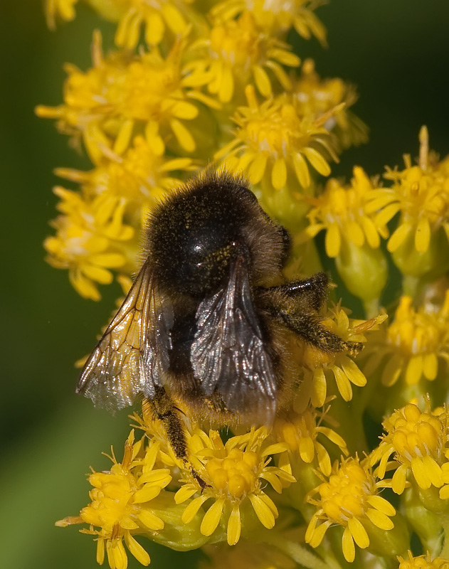 bombus_3