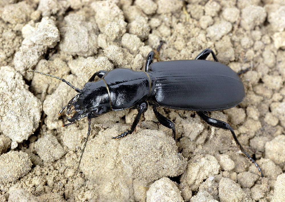 broscus-cephalotes-male-Moscow