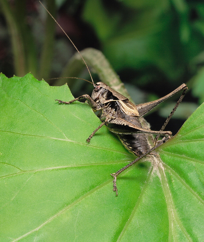 pholidoptera-griseoaptera-N2-male-Moscow