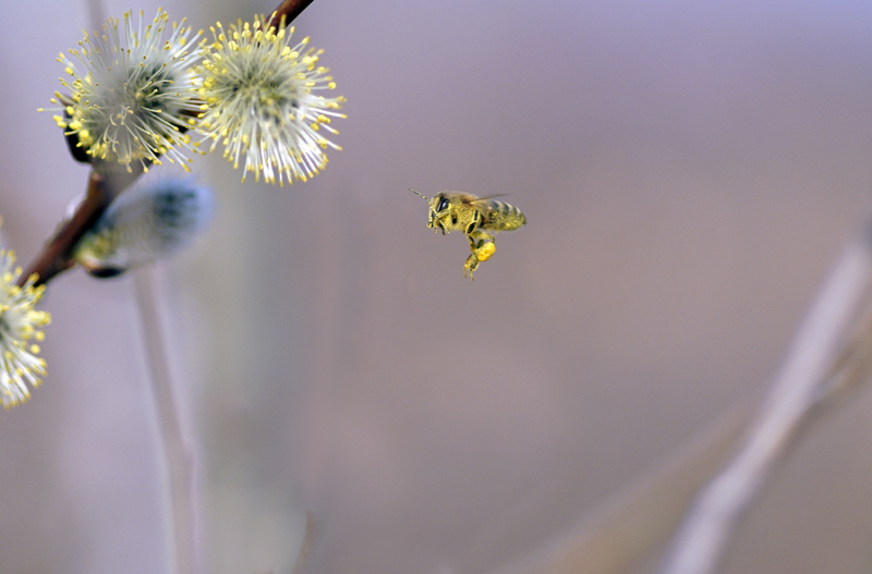 A100_Minoltamacro100F2_8_003