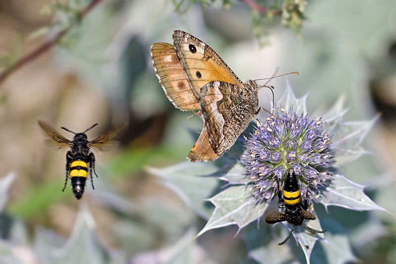 DSC_0311_800x600_Scolia_hirta_Hipparchia_semele